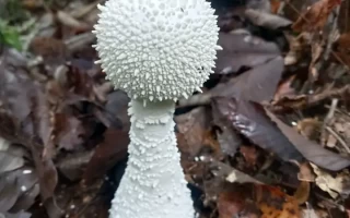 致命鹅膏属毒蘑菇识别与临床处理指南