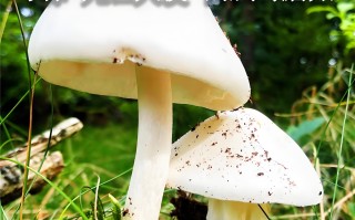 致命鹅膏毒蘑菇识别与临床处理指南