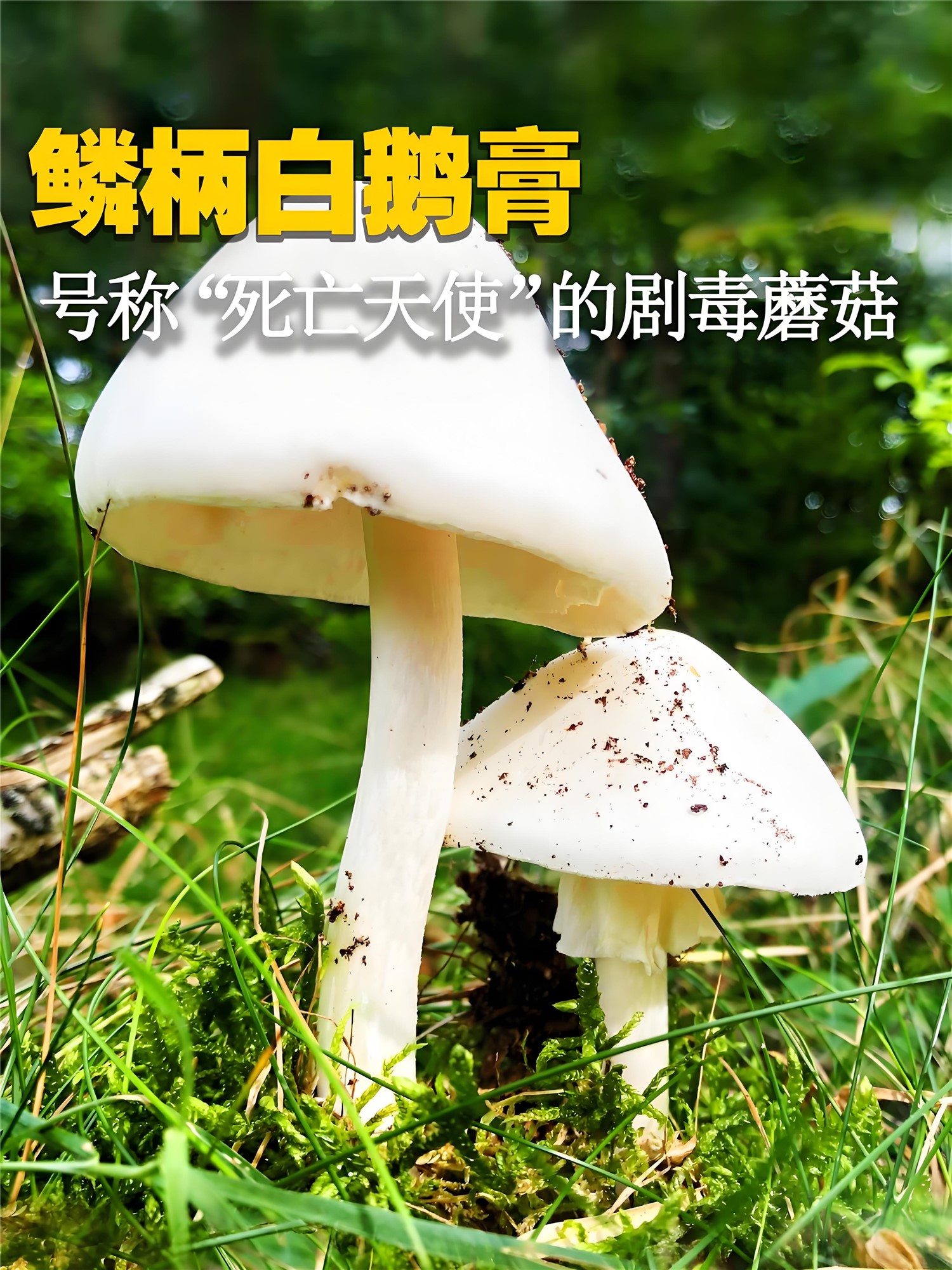 致命鹅膏毒蘑菇识别与临床处理指南-第1张图片-医海无涯